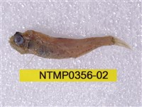 藏品(七星魚)的圖片